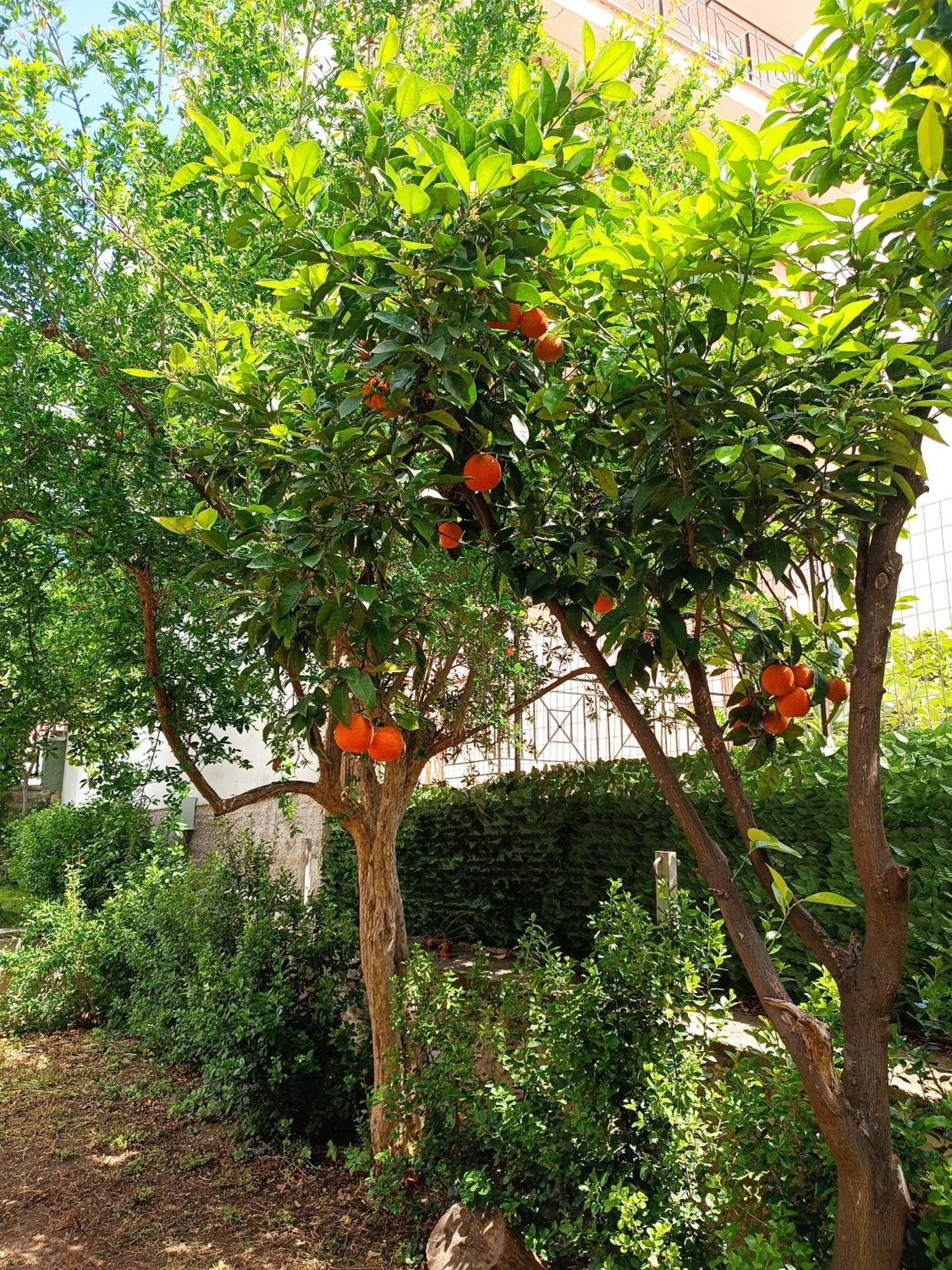 Betty'S Garden House Villa Néa Ankhíalos Екстериор снимка