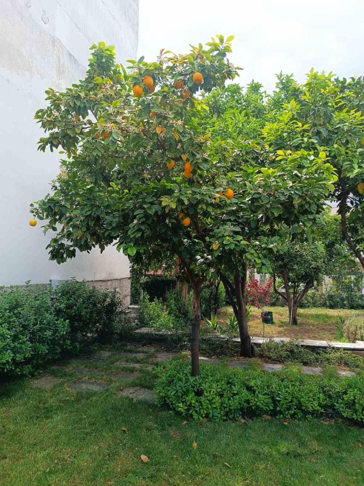 Betty'S Garden House Villa Néa Ankhíalos Екстериор снимка