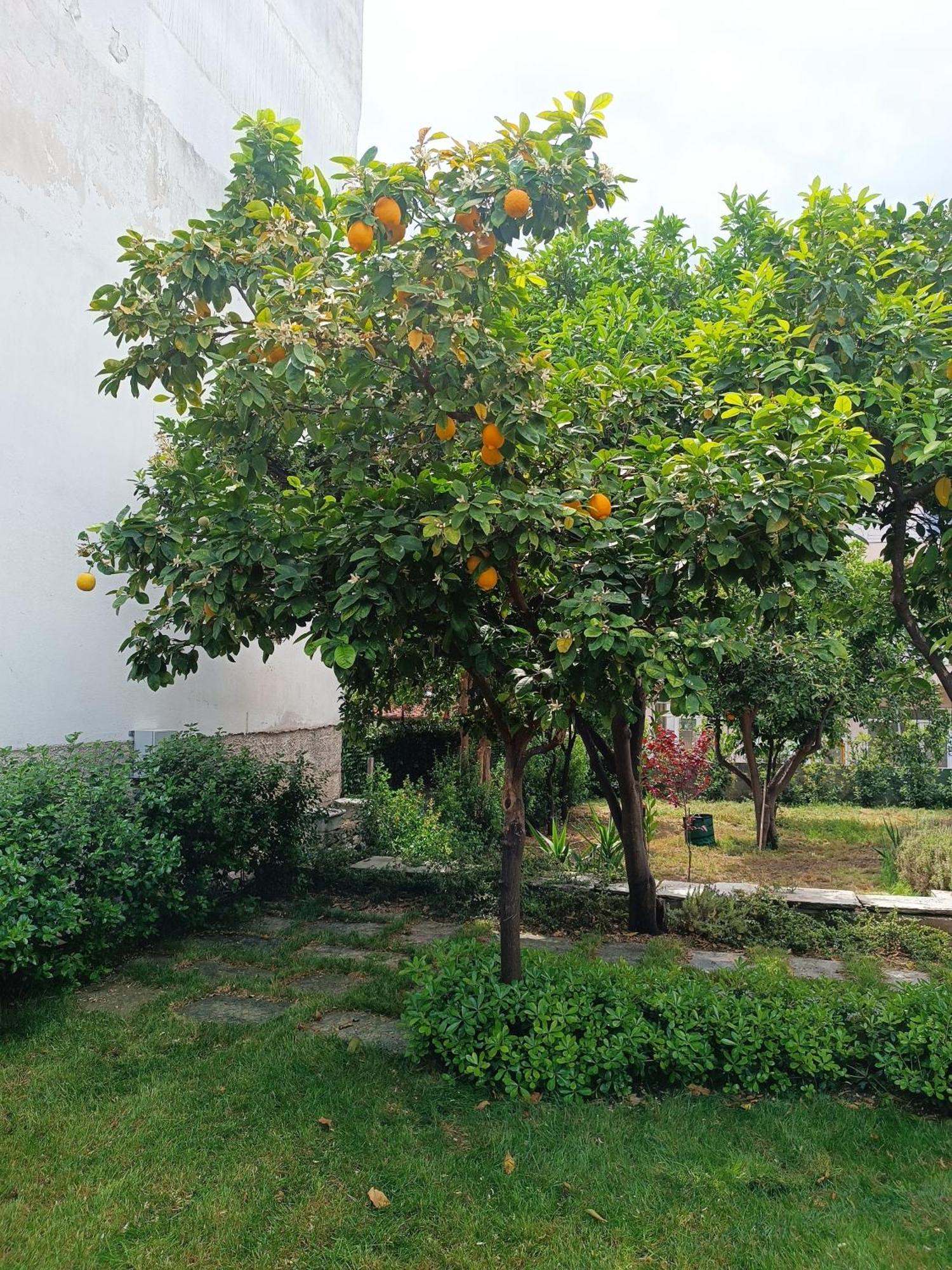 Betty'S Garden House Villa Néa Ankhíalos Стая снимка